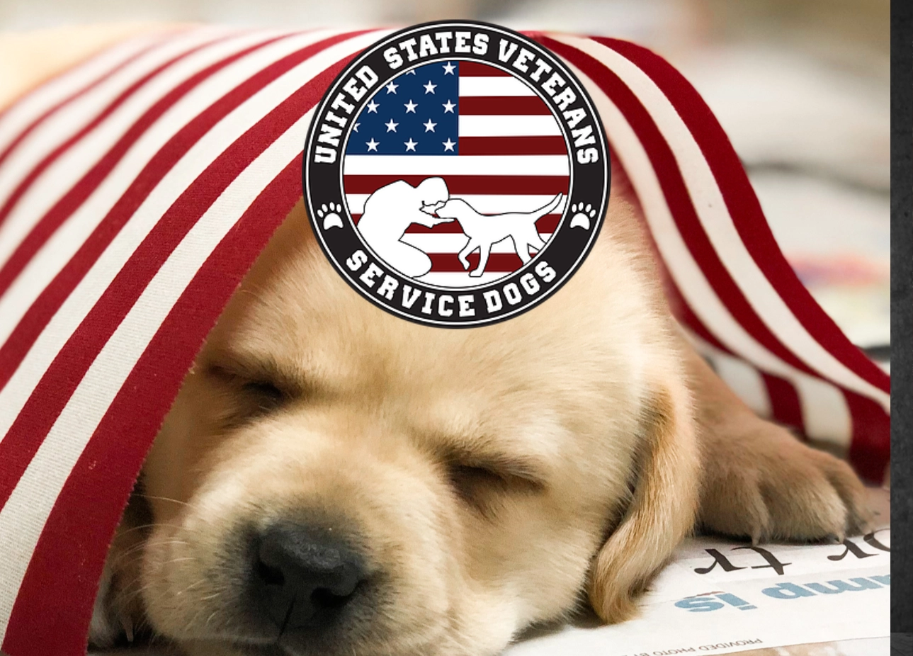 United States Veterans Service Dogs
