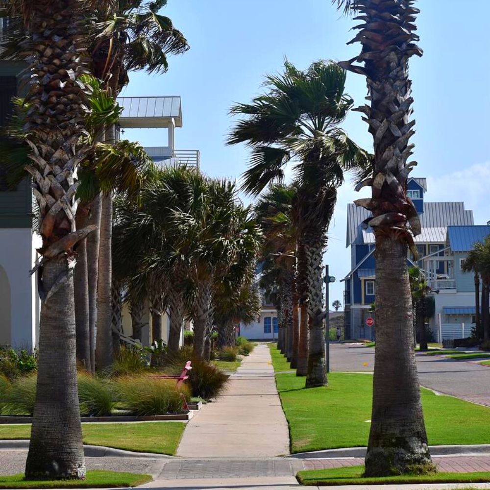 Palm-lined sidewalks